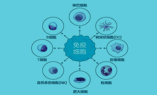 《免疫细胞治疗产品药学研究与评价技术指导原则》